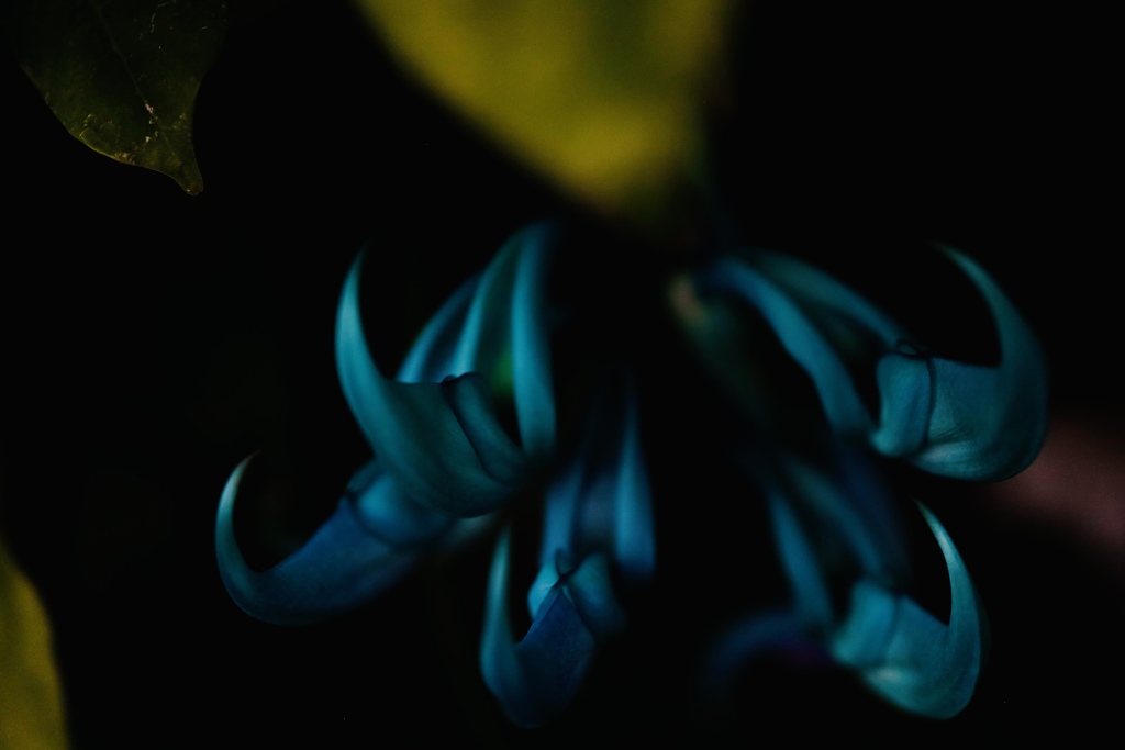 神秘の花