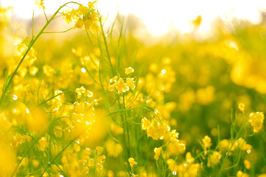 雨上がりの輝き