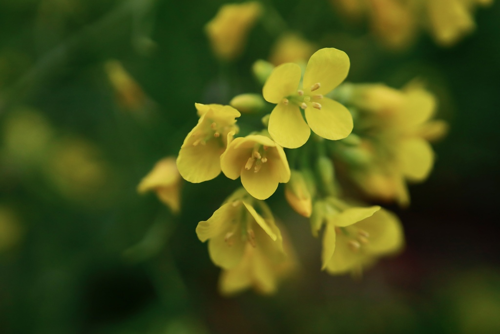 菜の花