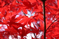 平岡樹芸センターにて