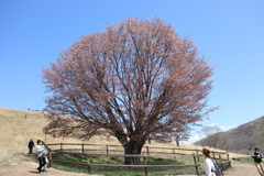 浦河おばけ桜にて