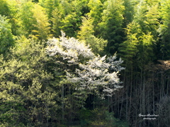 さくら遠景