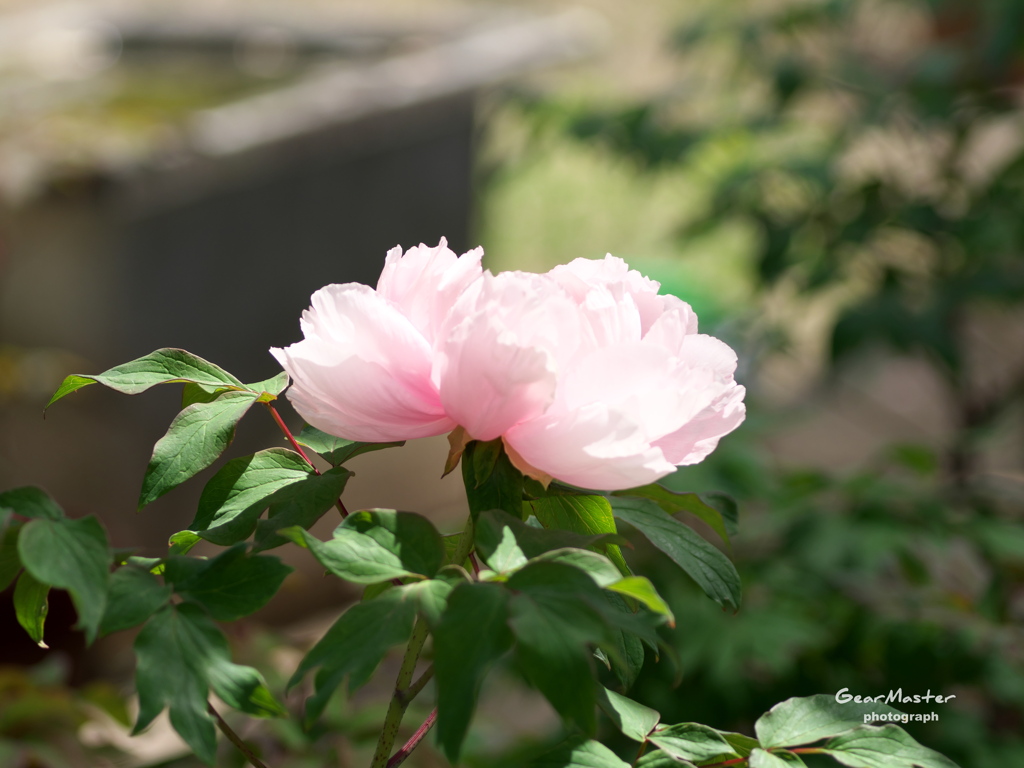 医王寺の牡丹