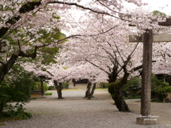 姫路城さくら満開