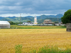 麦