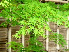 好古園