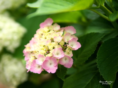 紫陽花