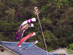 五月の空に舞う
