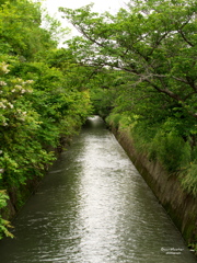 用水路の緑
