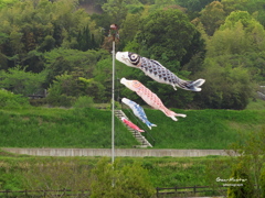 五月の空に舞う