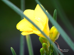 雨中の花