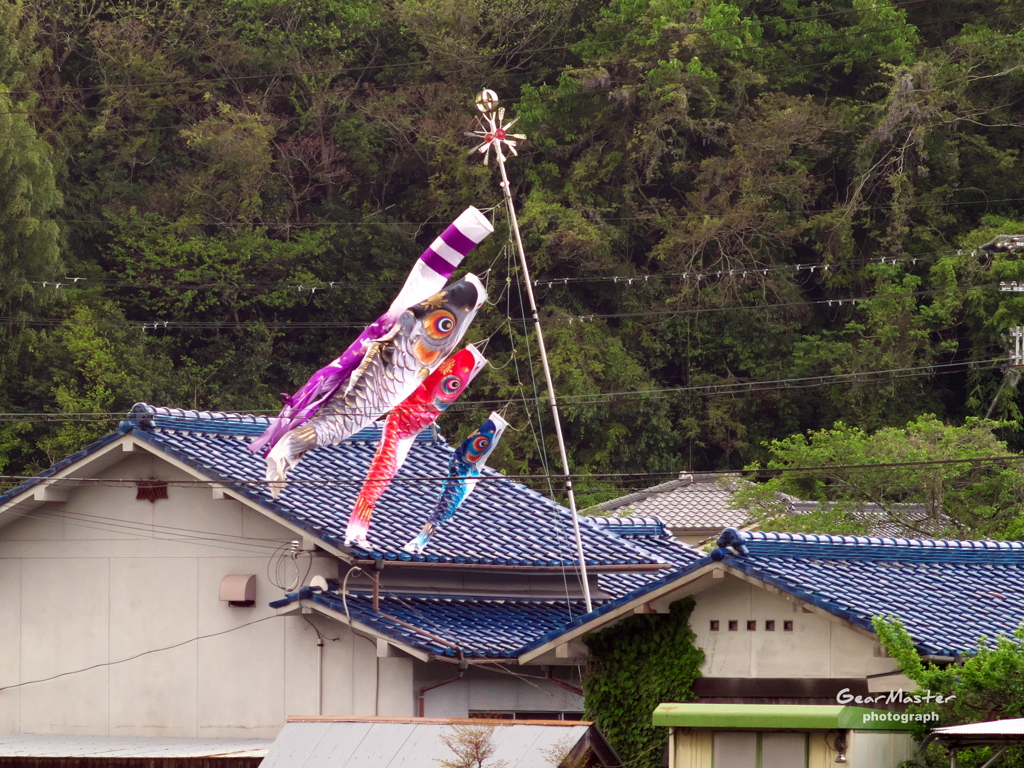五月の空に舞う