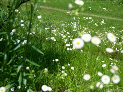 雪のような雑草