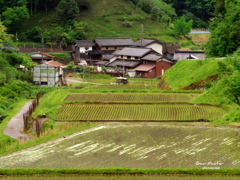 山里の水田