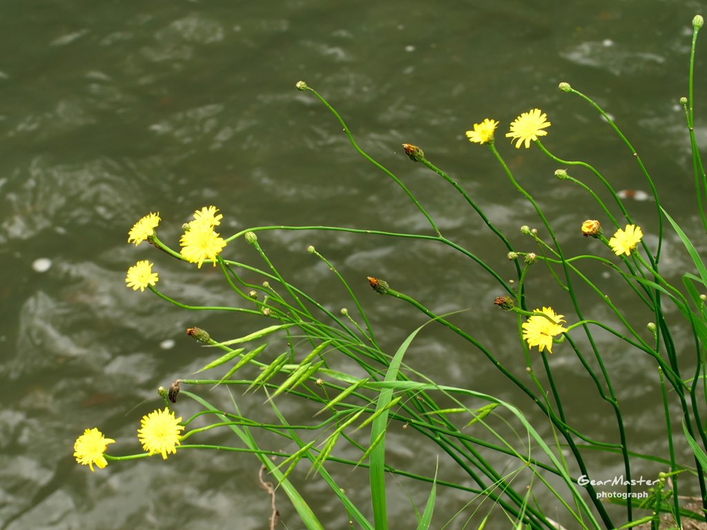 路傍の花