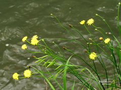 路傍の花