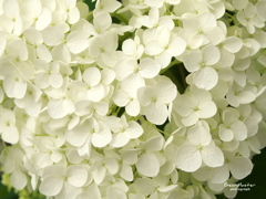 紫陽花