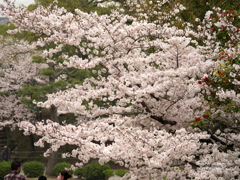 姫路城さくら満開