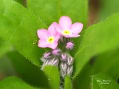 わすれな草