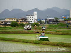 田植え
