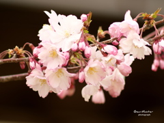 春に咲く花