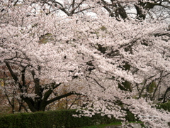 姫路城さくら満開