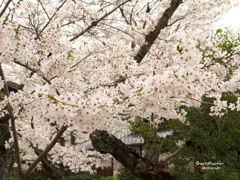 姫路城さくら満開