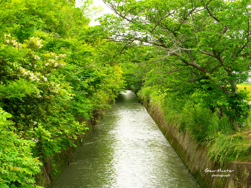 用水路の緑