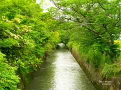 用水路の緑