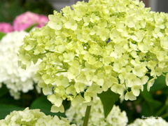 紫陽花