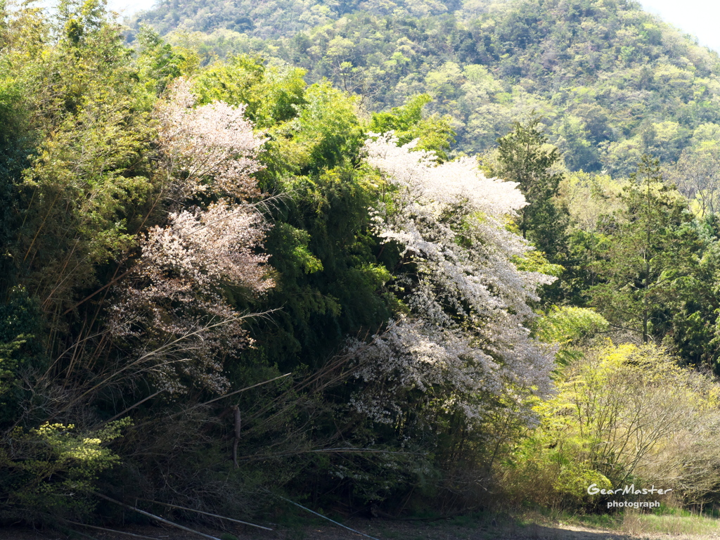 さくら遠景