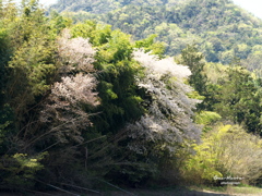 さくら遠景