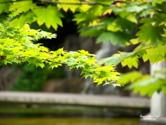 初夏の緑