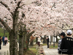 姫路城さくら満開