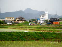 田植え