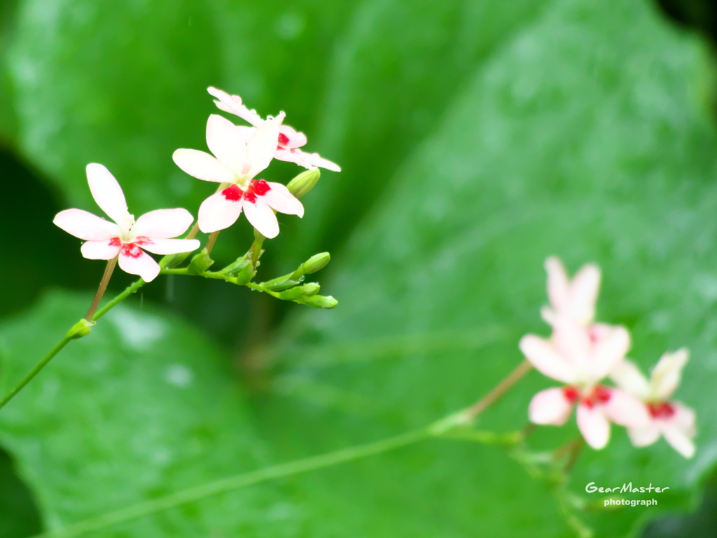 雨中の花