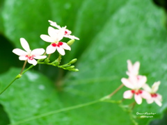 雨中の花