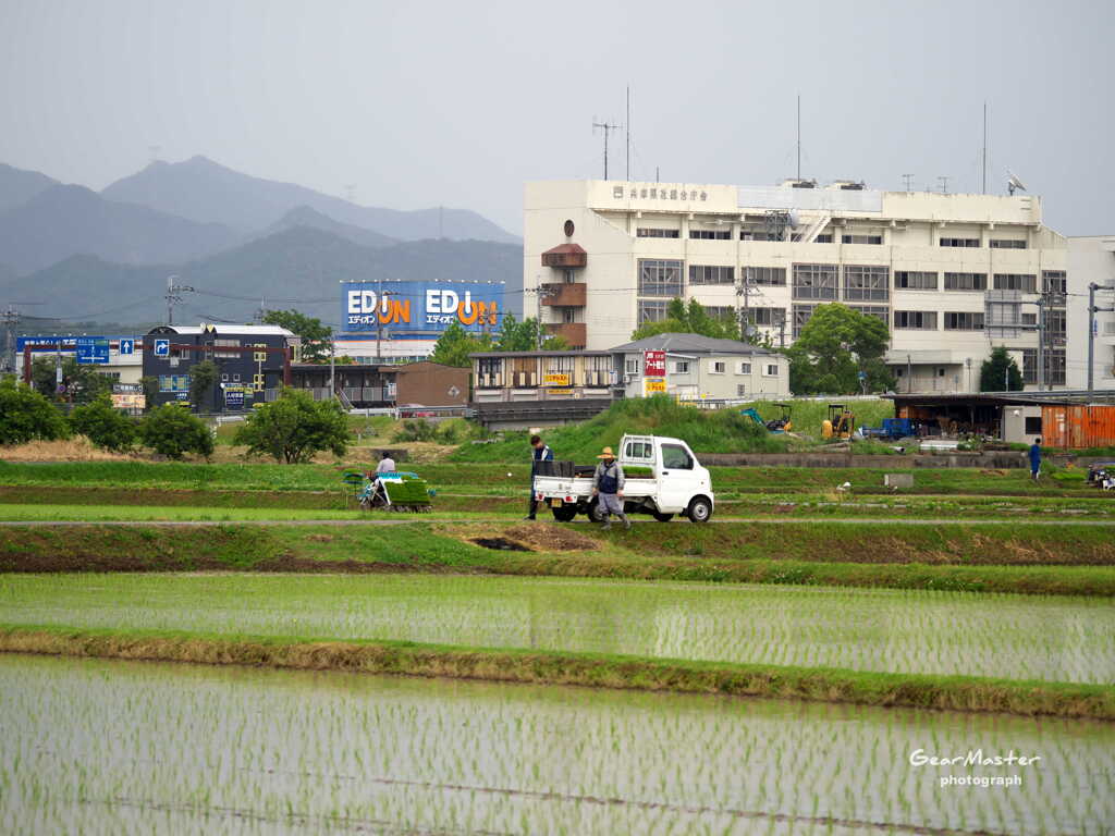 田植え