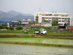 田植え