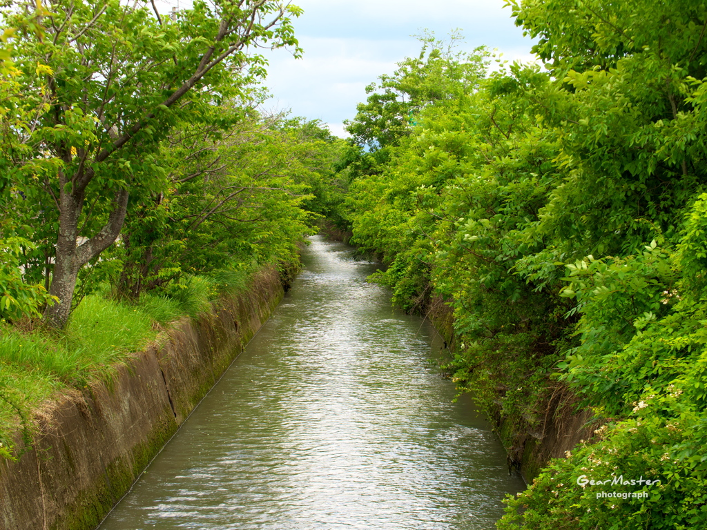 用水路の緑