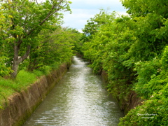 用水路の緑