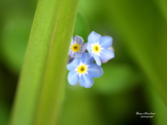わすれな草