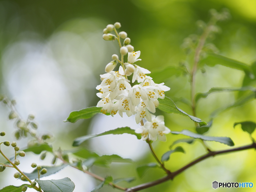 春のお花　4