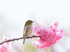 春ですね～