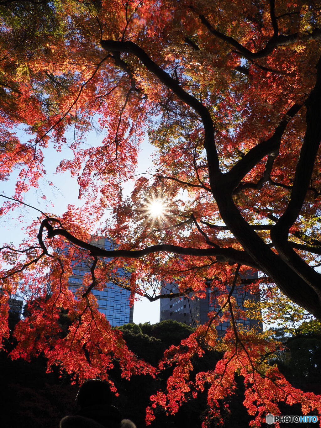 小石川後楽園の紅葉