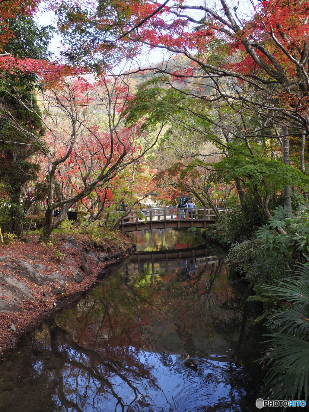 金鱗湖の紅葉