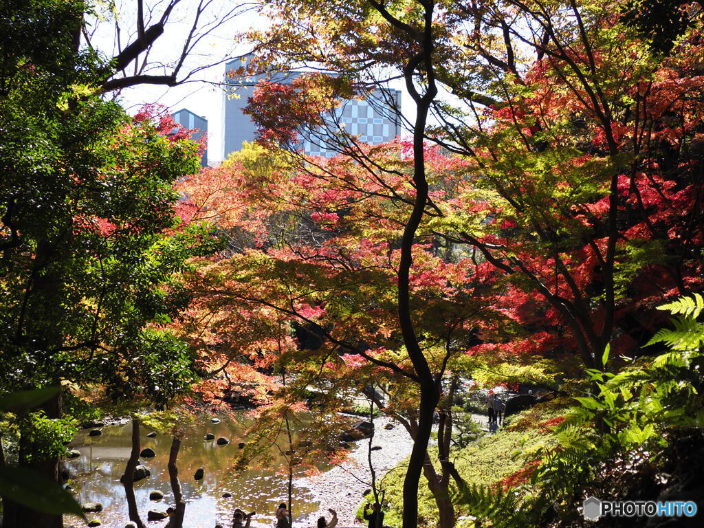 小石川後楽園の紅葉