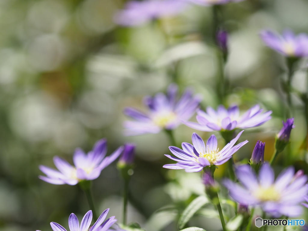 春のお花　2