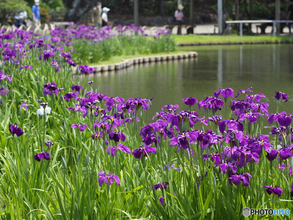 水辺の花菖蒲