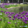 水辺の花菖蒲